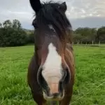 Foto del perfil de Tralla